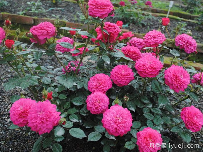 榴花秋舞月季(图2)