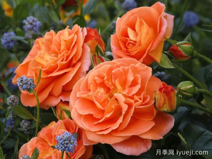 芒果阳台月季/芒果月季Mango Veranda(图1)