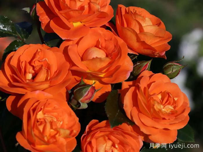 芒果阳台月季/芒果月季Mango Veranda(图2)