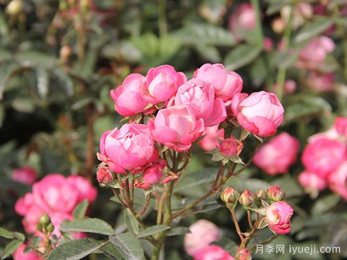 粉柯斯特月季/粉科斯特月季Pink Margo Koster(图3)