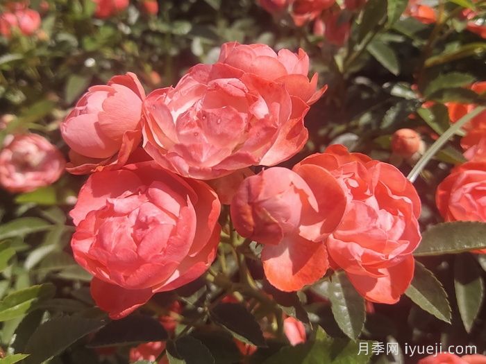 橙柯斯特月季/橙科斯特Margo Koster(图2)