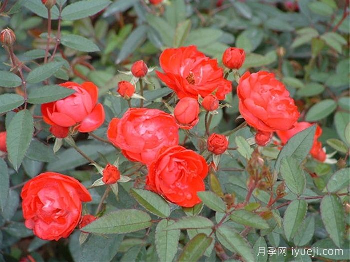 红柯斯特月季/红科斯特月季Red Koster(图2)