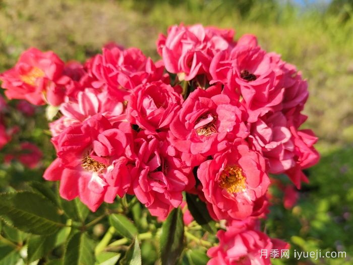 红柯斯特月季/红科斯特月季Red Koster(图3)