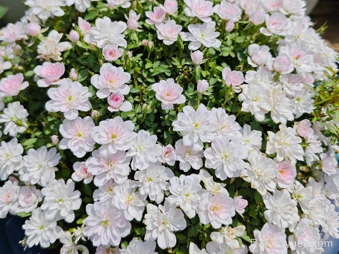 姬乙女月季/须惠姬月季/姬Suehime(图2)