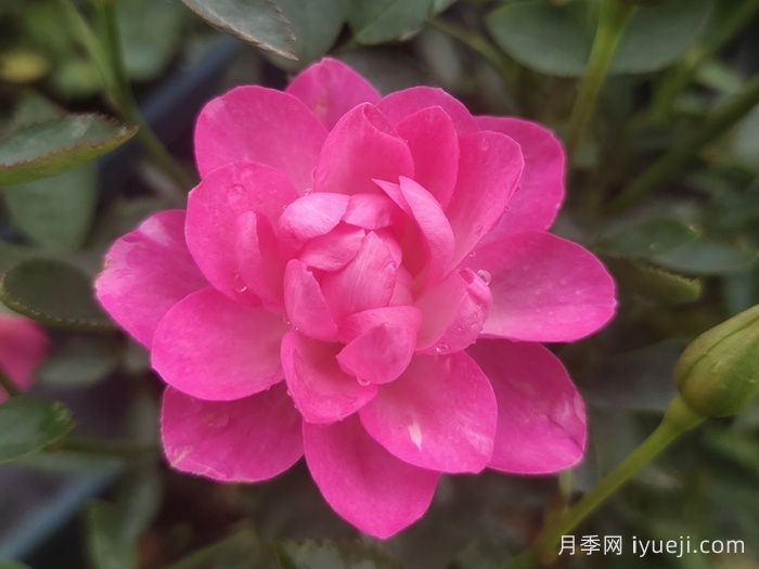 天荷繁星月季/天荷Heavenly Lotus(图4)