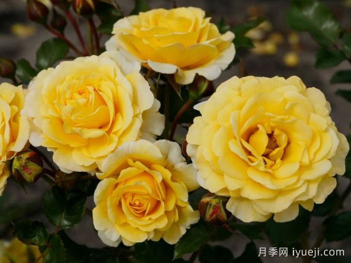 阳光少女月季/骄阳少女Sunmaid(图2)