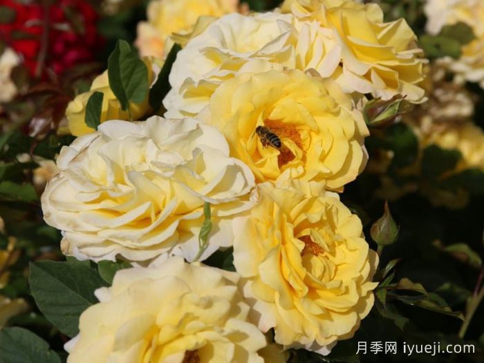 阳光少女月季/骄阳少女Sunmaid(图4)