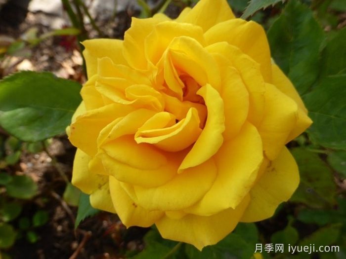 柯德娜月季Kordana(科德娜)(图2)