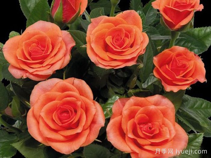 卡宴柯德娜月季/卡宴科德娜Flirt Kordana(图1)