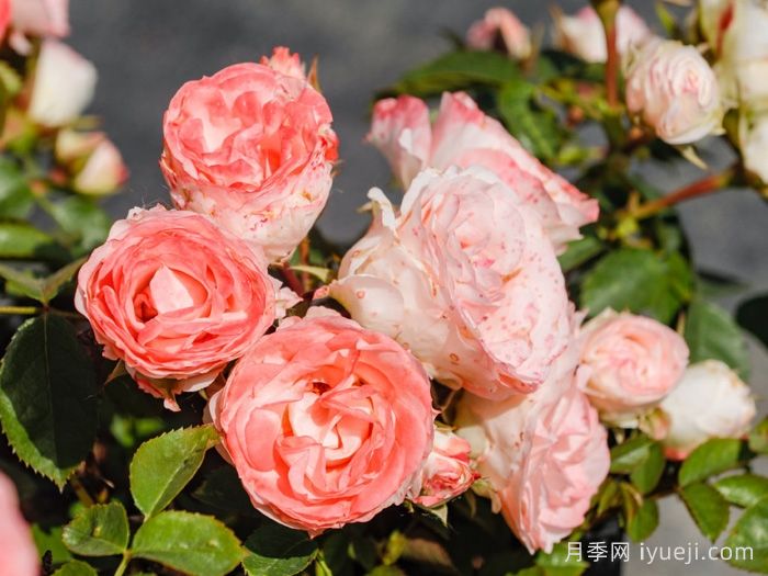 可爱多月季Lovery More(图2)