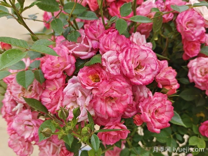 和谐月季Harmonie(图4)