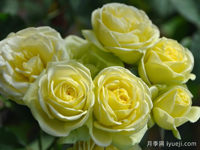 奶油龙沙宝石月季/奶龙月季Creamy Eden(图1)