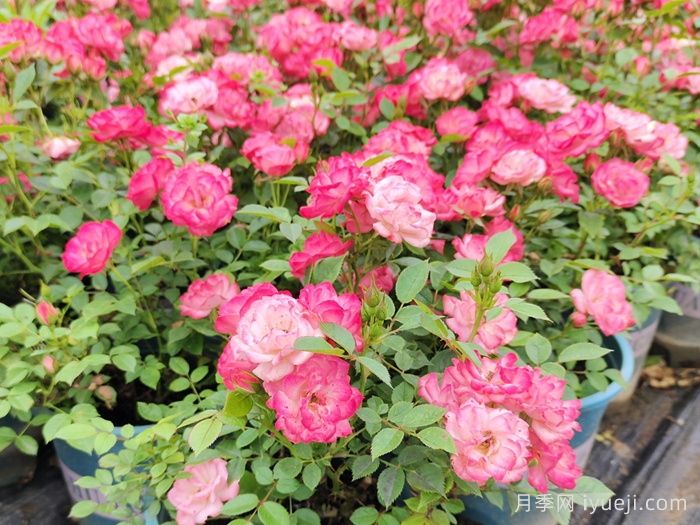 和谐月季Harmonie(图6)