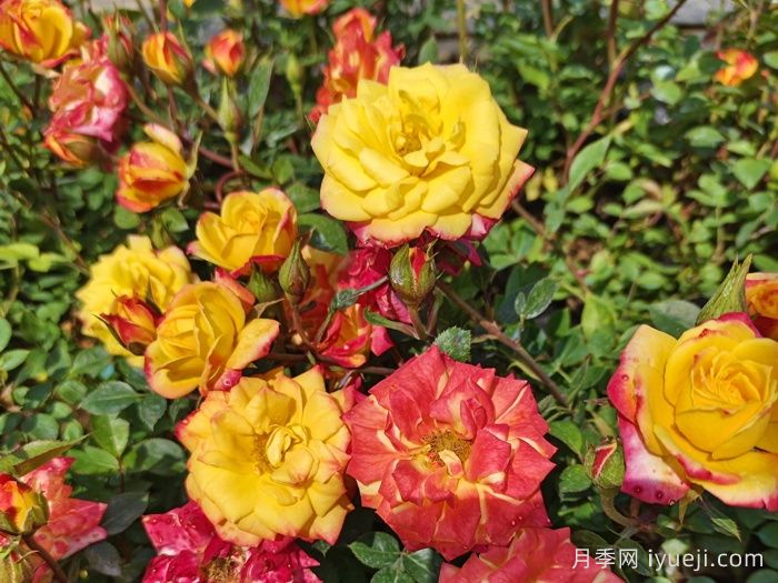 微彩虹月季(图1)