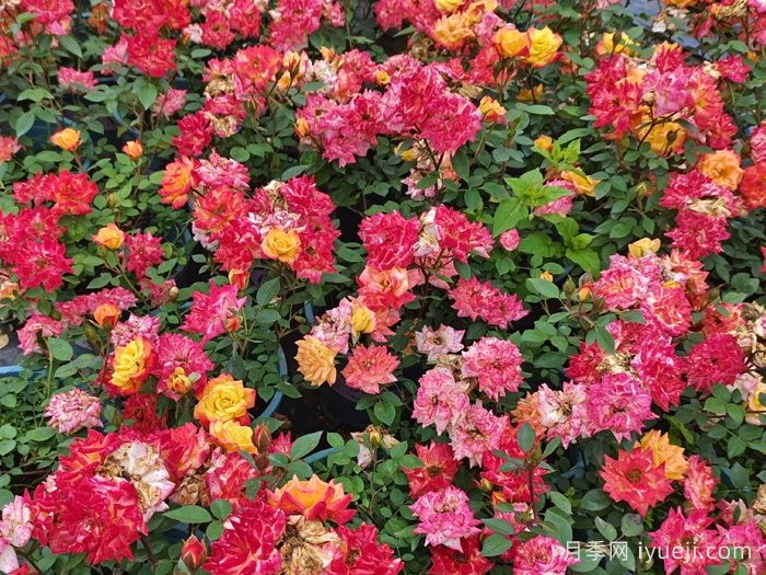 微彩虹月季(图4)