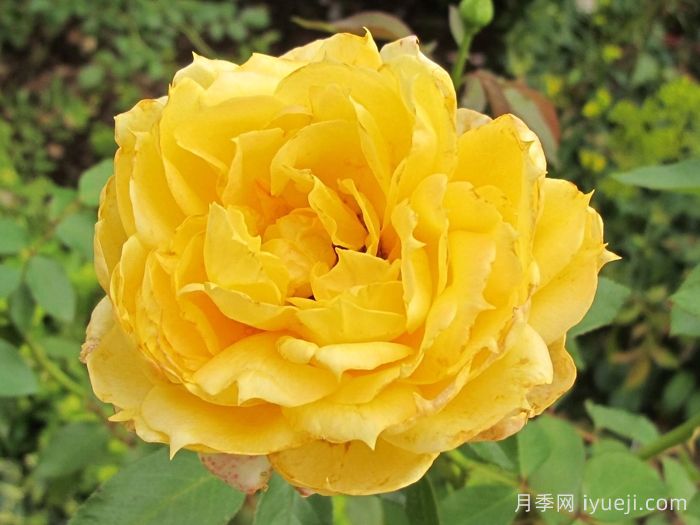 阳光古董月季Sunny Antike(图1)