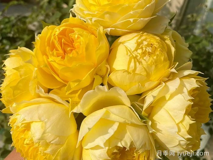 阳光古董月季Sunny Antike(图2)