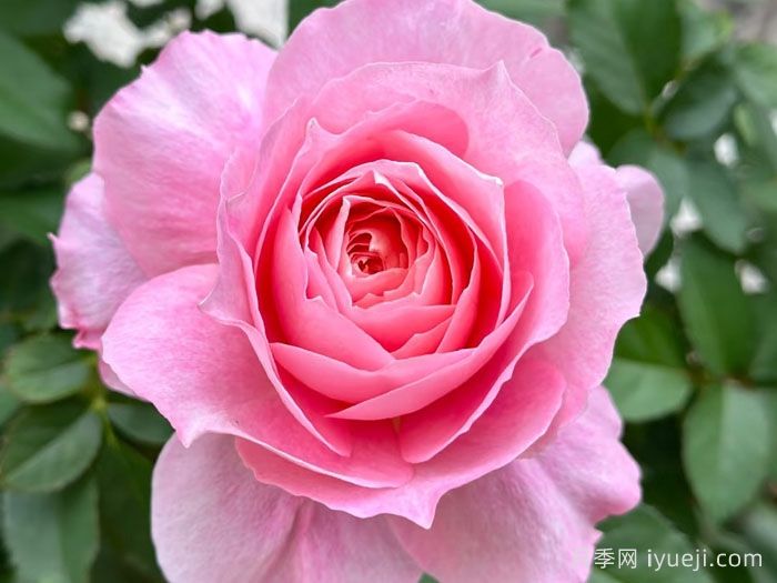 海神王阳台月季/海神王月季Neptune King Terrazza(图1)