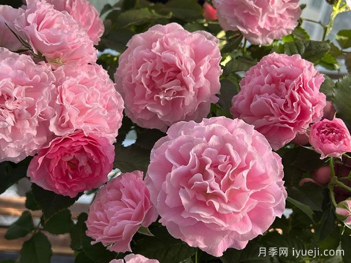 海神王阳台月季/海神王月季Neptune King Terrazza(图2)