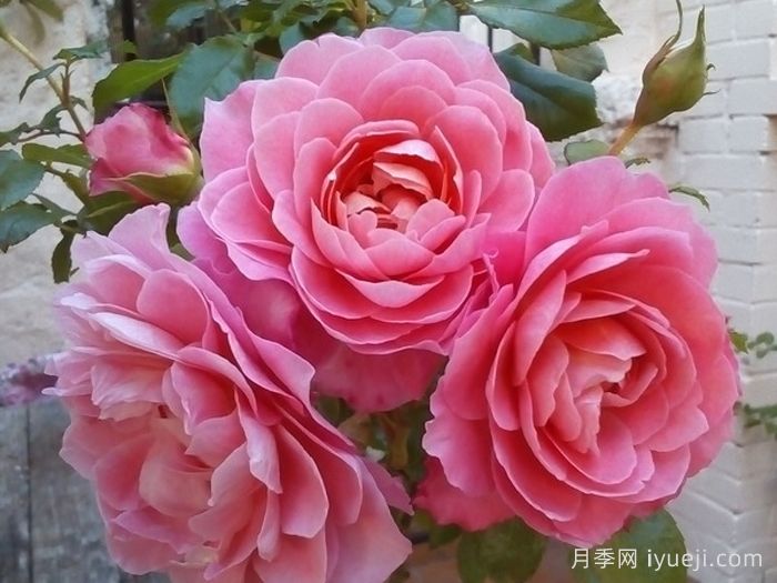 芳香王阳台月季/香香公主/蜜桃果汁Fragrance King Terrazza(图2)