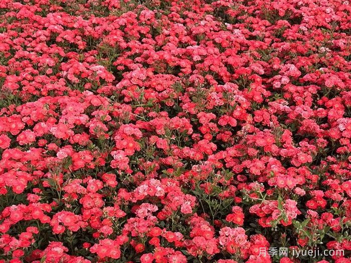 红宝石月季(微型)(图3)