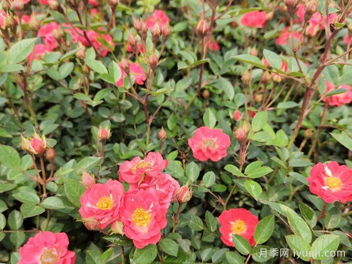 红宝石月季(微型)(图5)