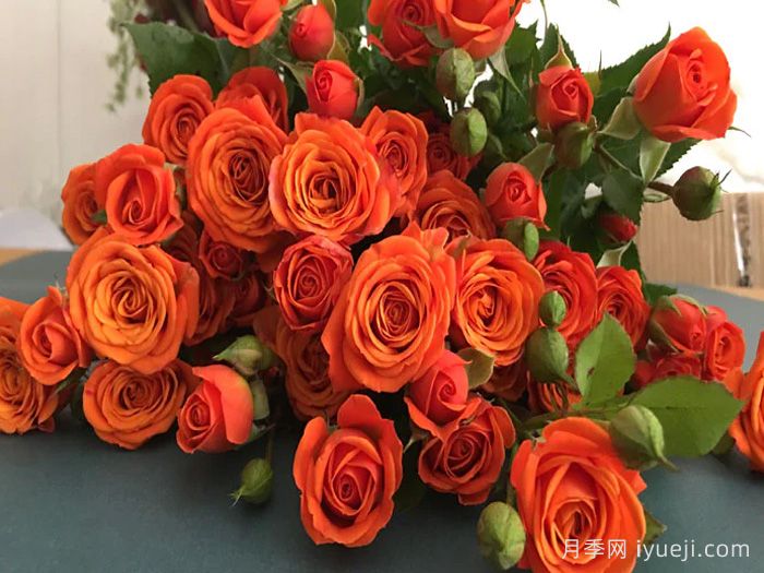 橙色芭比月季/橙色宝石月季Orange Jewel(图2)