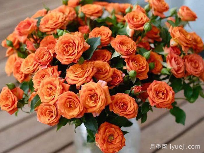 橙色芭比月季/橙色宝石月季Orange Jewel(图1)