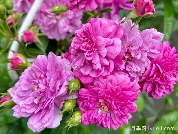 甜蜜马车月季/爆香紫月季Sweet Chariot(图1)