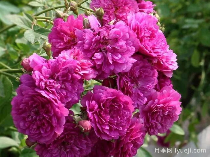 甜蜜马车月季/爆香紫月季Sweet Chariot(图4)