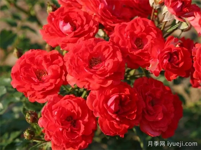 矮仙女09月季Zwergenfee09(图1)