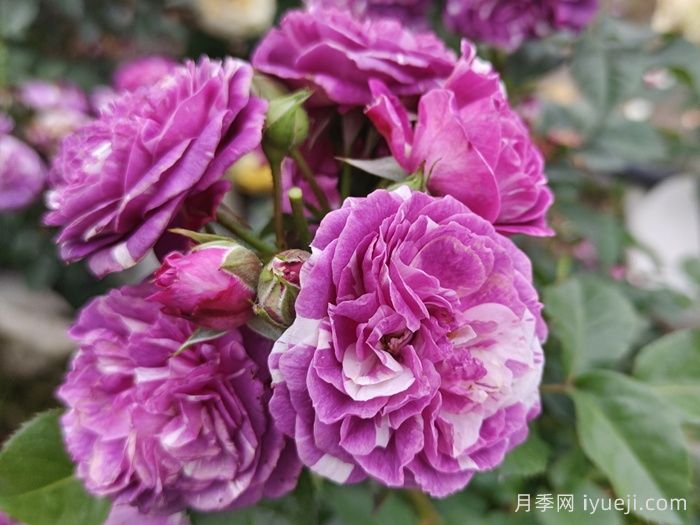 芬芳宝石月季/芳香宝石月季Scented Jewel(图1)