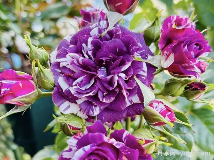 芬芳宝石月季/芳香宝石月季Scented Jewel(图2)