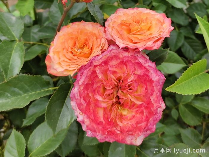 浪漫玫瑰面纱月季Romantic RoseVeil(图2)