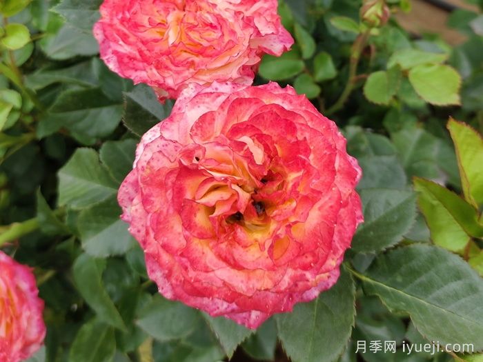 浪漫玫瑰面纱月季Romantic RoseVeil(图1)