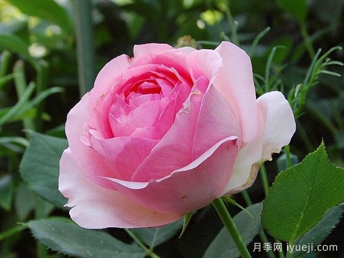 第一夫人月季First Lady(图1)