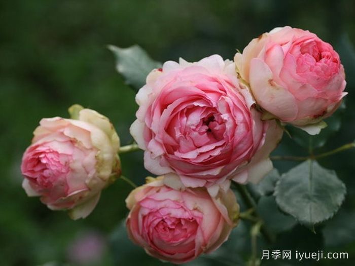 第一夫人月季First Lady(图4)