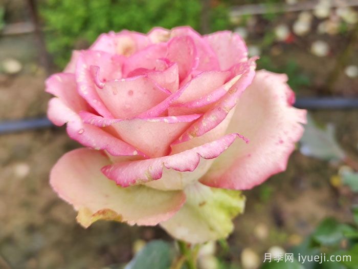 梦露月季/彩色贝壳月季Monroe(图2)