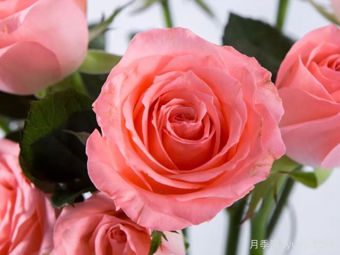 戴安娜月季/黛安娜玫瑰Noblesse(图1)