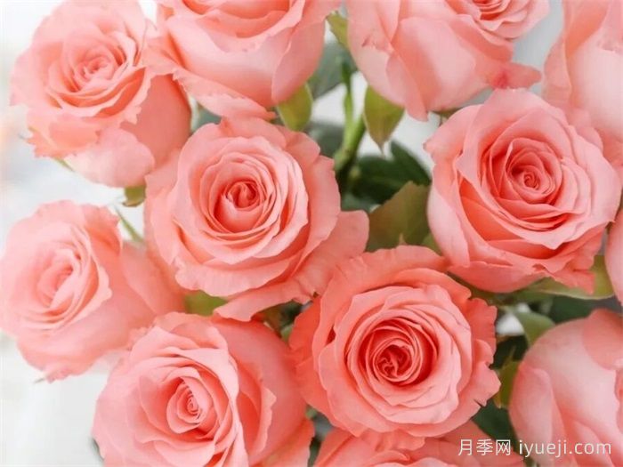 戴安娜月季/黛安娜玫瑰Noblesse(图2)