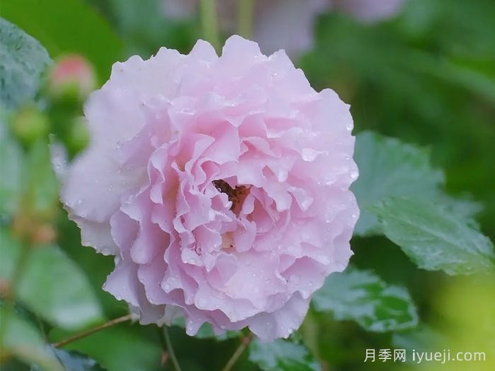 新浪潮月季New Wave(图3)