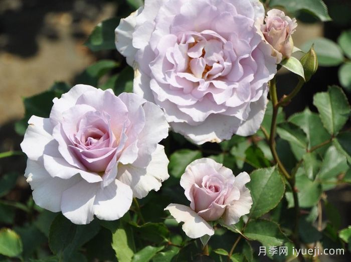 新浪潮月季New Wave(图1)