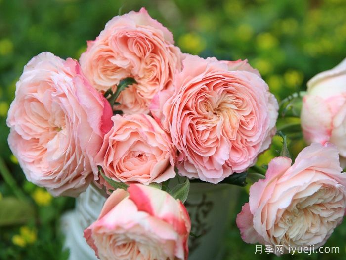 美空月季/环美空月季Tamaki Misora(图2)