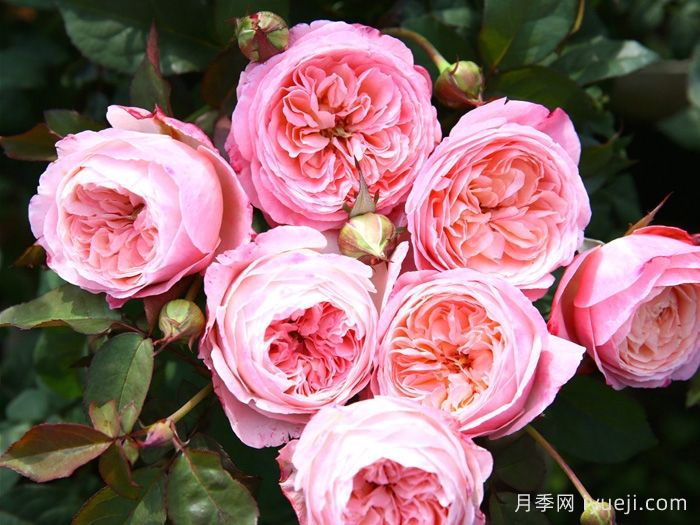 美空月季/环美空月季Tamaki Misora(图3)