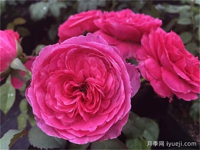 友禅月季Yuzen(图3)