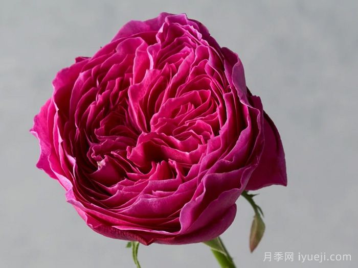 友禅月季Yuzen(图1)