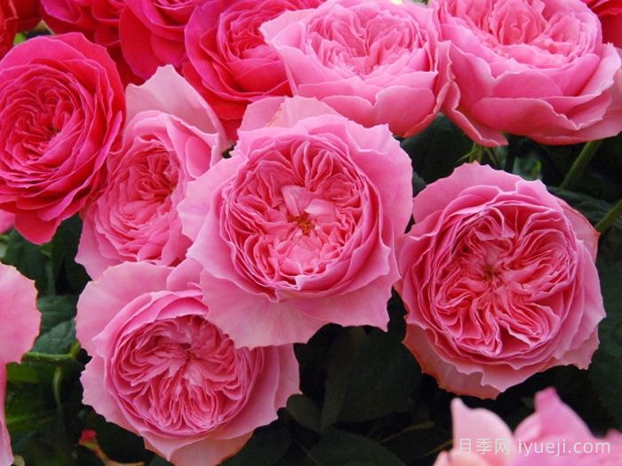 友禅小春月季Koharu(图1)