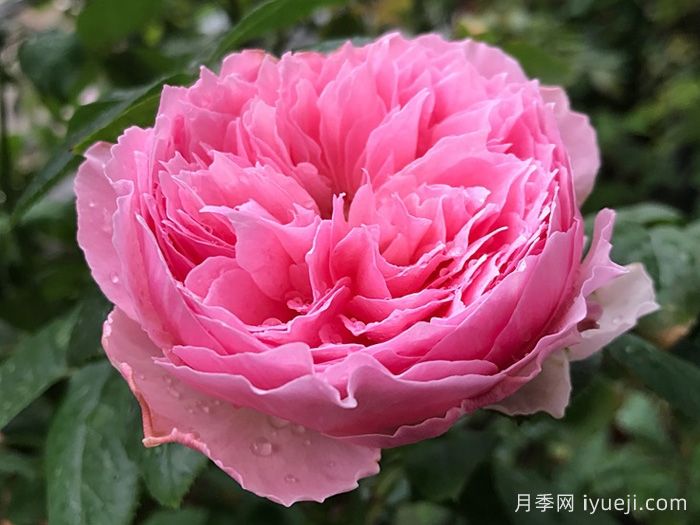 友禅小春月季Koharu(图2)