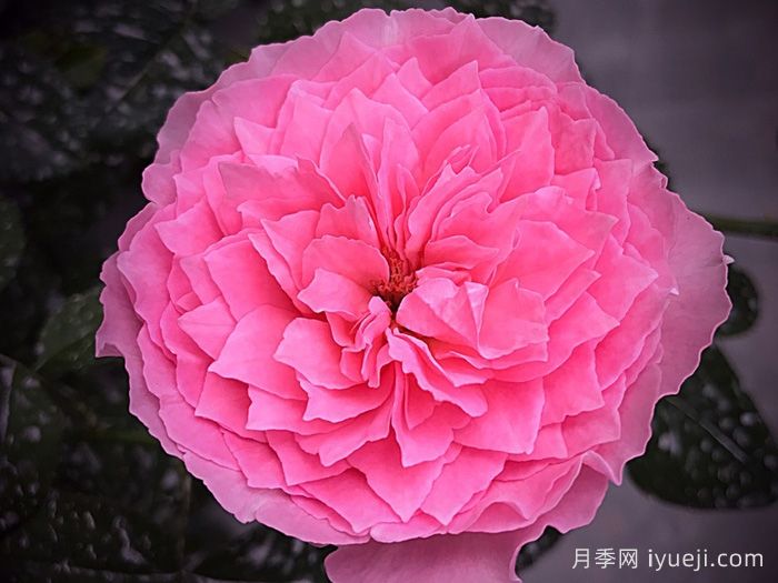 友禅小春月季Koharu(图3)