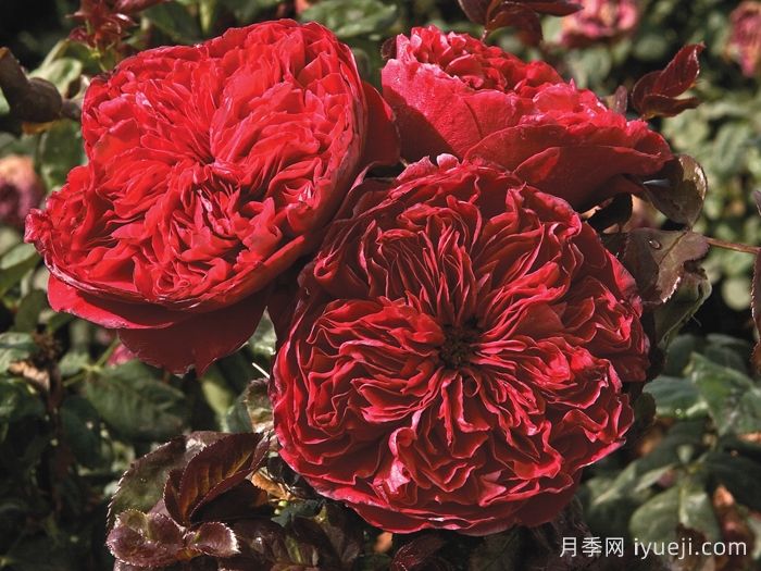 皇家胭脂月季/皇家红Rouge Royale(图3)